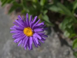 Aster Trade: Rally After CZ Investment vs. Airdrop Controversy