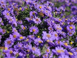 The Aster Crypto Explosion: What It Is and Why It's Suddenly Everywhere