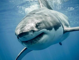 Great White Sharks: The Real Facts, Their Actual Danger, and What Hunts Them