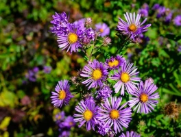 The So-Called Aster Surge: What It Actually Is and If the Price Is for Real