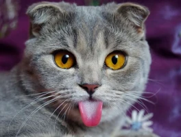 CAT Stock Surges: The AI Hype vs. The Actual Numbers