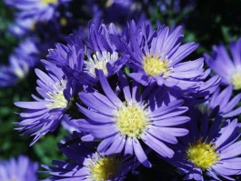 Aster: what the hell it is, and why Coinbase suddenly cares