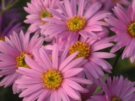 The Aster Mess: Is It a Crypto, a Flower, or a Movie Director?