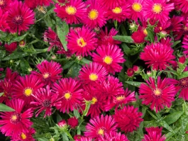 The Alex Aster Skincare Article: And Why It's The Most Predictable PR Move Ever