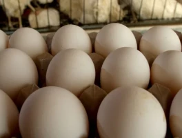 The End of Food Recalls: How AI and Blockchain Are Building a Safer Future