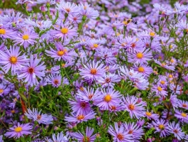 Aster DEX: What It Is and the Data Behind Its Trading Volume