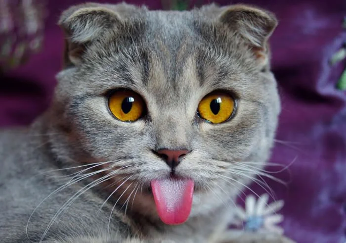 CAT Stock Surges: The AI Hype vs. The Actual Numbers